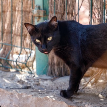Colonias felinas